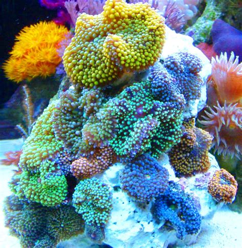 Ricordea Skittles Rock Ricordea Nano Reef Community