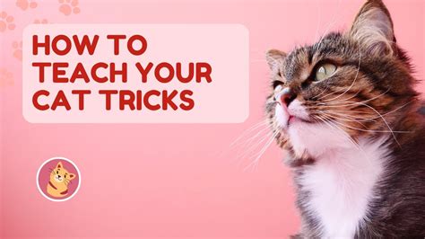 How To Teach Your Cat Tricks Youtube