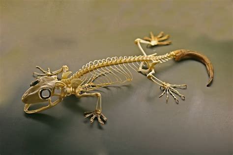 Leopard Gecko Anatomy