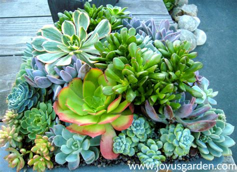 Succulent Plants Growing Long Stems Why It Happens And What To Do
