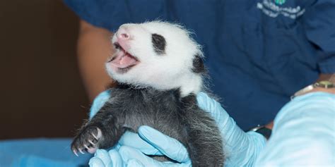 National Zoo Panda Cam Will Be Turned Off Along With Our Happiness In