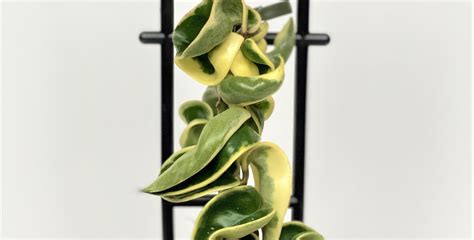 Hoya carnosa, the wax plant, is a popular house plant grown for its attractive glossy foliage, and sweetly scented flesh coloured flowers so exactly resembling wax, that you might almost make it into candles. Variegated Hoya Hindu Rope (Hoya Carnosa Compacta ...