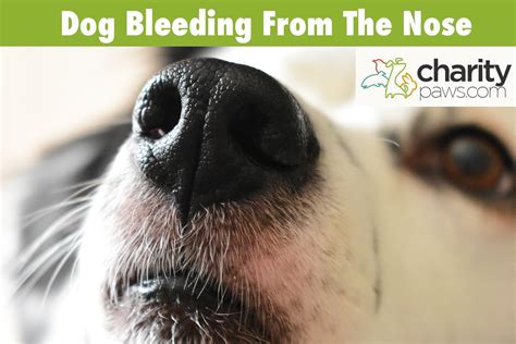 Nose Bleeds In Dogs Why Is My Dog Bleeding From His Nose