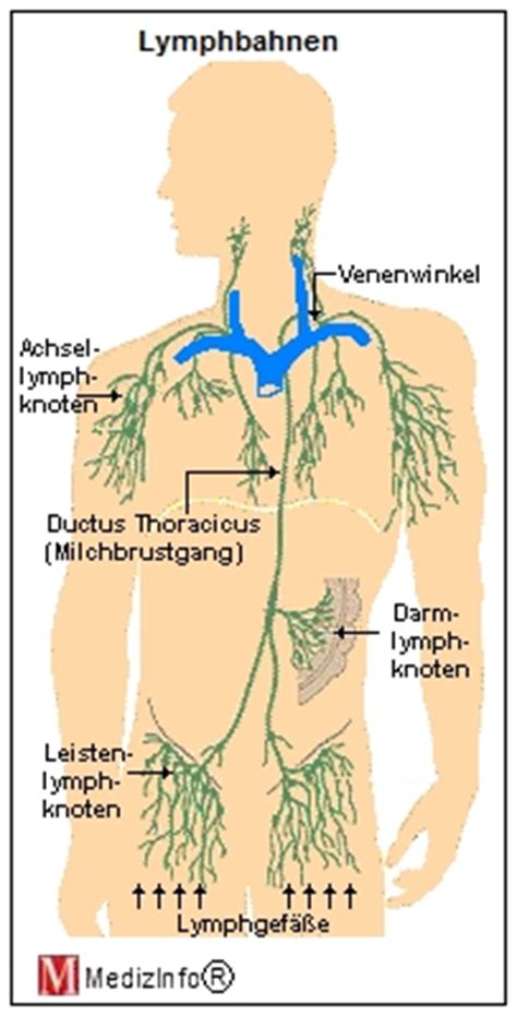 It contains lymphoid organs, vessels, nodes and lymph fluid. Medizinfo®: Das Lymphsystem
