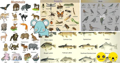 Learn English Vocabulary Through Pictures 100 Animal