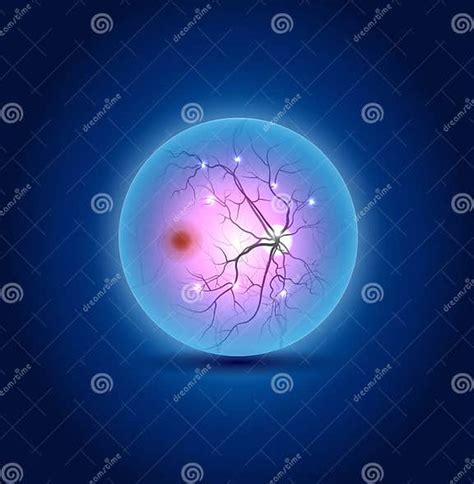 Anatomy Of The Eye Fundus Stock Vector Illustration Of Medical 50413043