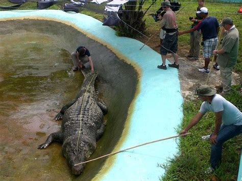 Lolong Is The Largest Crocodile Ever Measured And Is 20 Feet 3 Inches