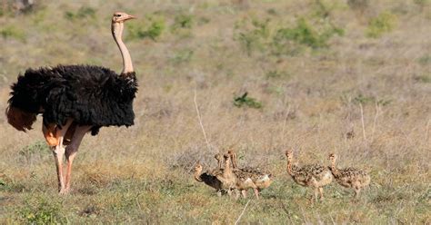 What Do Ostriches Eat Learn About Nature
