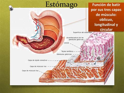 Fisiología Básica Capas Del Tracto Gastrointestinal