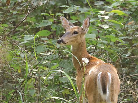 Deer Management Assistance Program Permits Available On Pennsylvania