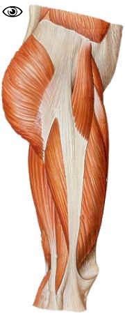 Upper leg muscles common names archives anatomy body. Lateral upper leg and pelvis | Legs, Man anatomy, Muscle