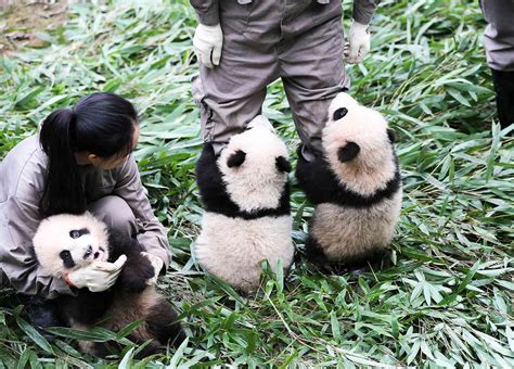 Baby Panda Cubs Photo Make Public Debut At China Conservation Center