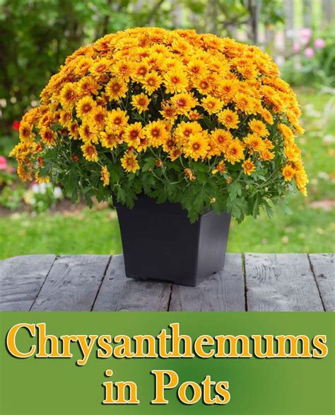 How To Grow Chrysanthemums In Pots Gardening For Beginners