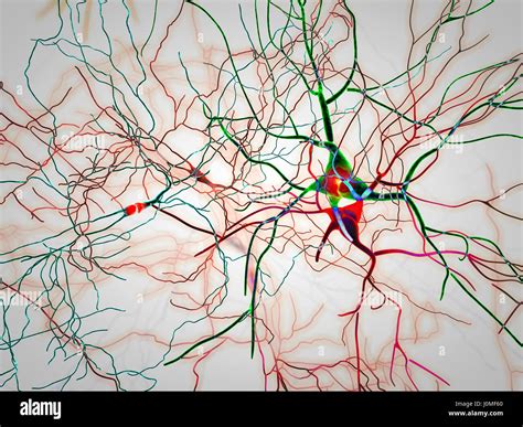 Brain Neurons Synapses Neural Network Circuit Of Neurons