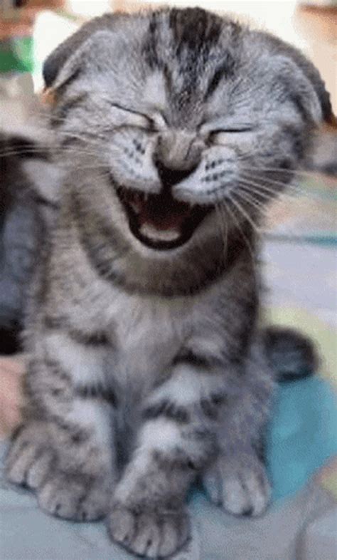 Hysterical Laughing Funny Cat 