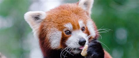 Download Wallpaper 2560x1080 Red Panda Lesser Panda Food Cute Dual