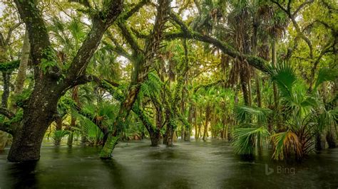 Myakka River State Park Florida 2017 Bing Desktop