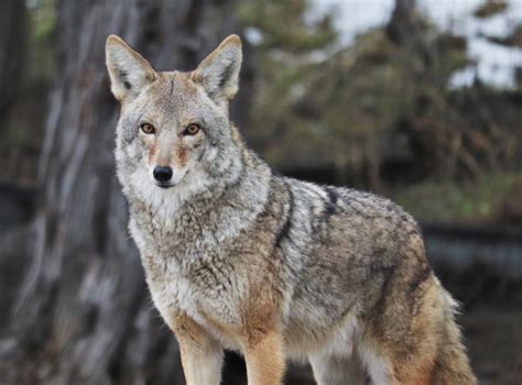 Tips For Dealing With Coyotes In Vancouver Video Vancouver Is Awesome