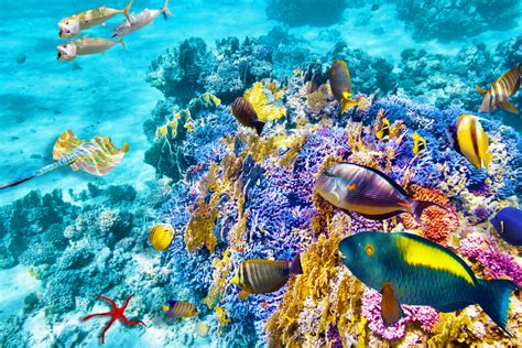 Great Barrier Reef Cruises Go Before Its Too Late