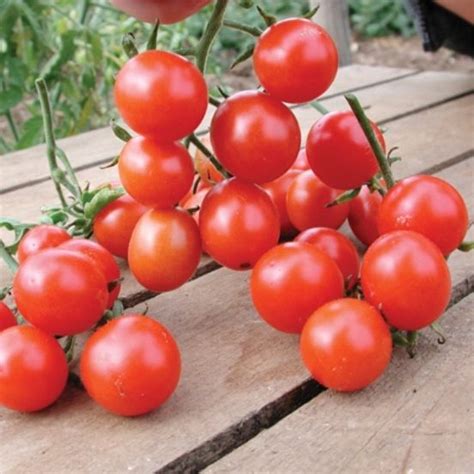 Tomato Cherry Koralik Premier Seeds Direct