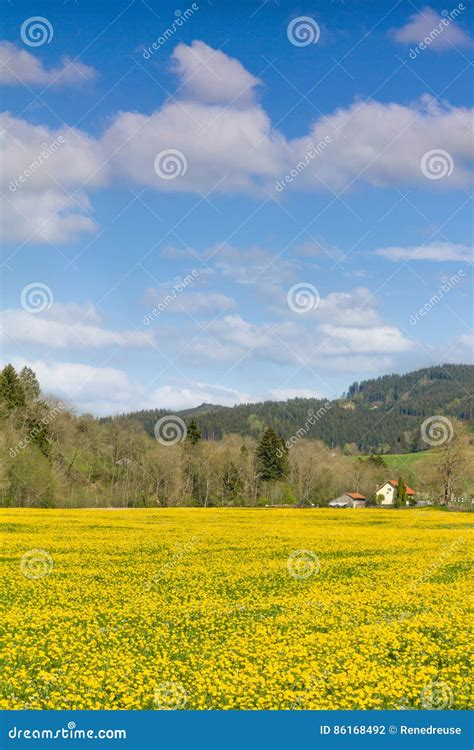 Beautiful Yellow Flower Meadow And A Ranch House In Distance Stock