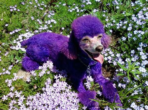 Runa The Happy Purple Miniature Poodle Poodle Grooming Pink Poodle