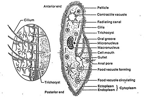 Paramecium Biology Diagrams Scientific Drawing Diagram