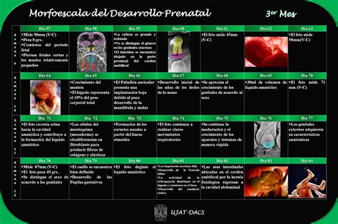 Linea Del Tiempo De Desarrollo Embrionario Y Fetal Timeline Timetoa