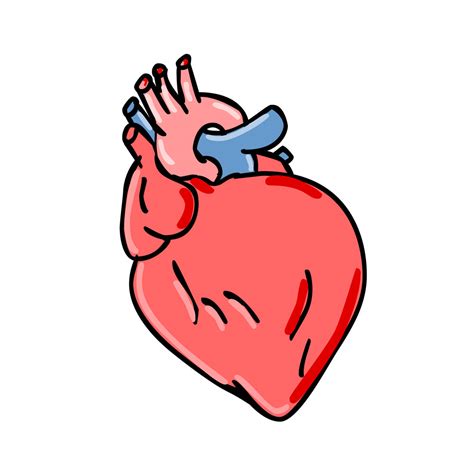 Human Heart Cartoon On Behance