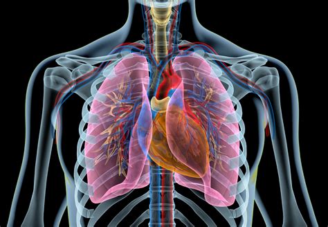 Organi Interni Umani Sistema Respiratorio Polmoni Anatomia Gambaran