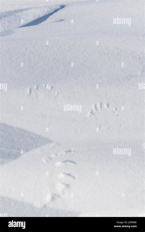 Polar Bear Tracks In Snow Hi Res Stock Photography And Images Alamy