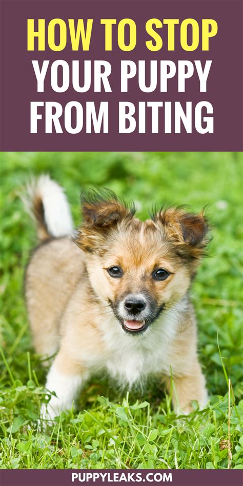 Difference between mouthing, biting and nipping. Want to stop your puppy from biting everything? Here's 3 ...