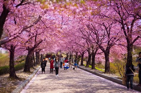 Gambar Musim Bunga Di Korea Terbaru