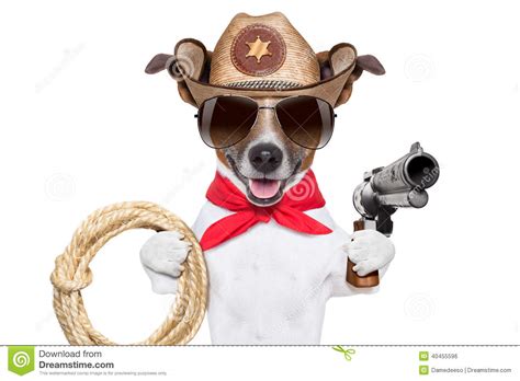 Cowboy Dog Stock Photo Image Of Animal American Shoot 40455596
