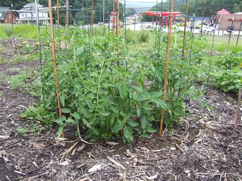 9 Ways To Grow Tomatoes Bonnie Plants