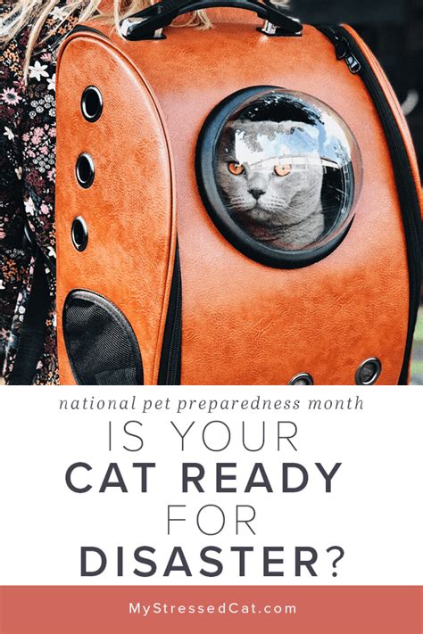 June Is National Pet Preparedness Month Is Your Cat Included In Your