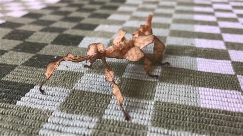 Giant Prickly Stick Insect Dancing Turn Sound On Youtube