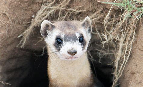 Suzys Animals Of The World Blog The Black Footed Ferrets