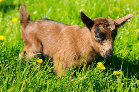 Baby Goats Running Stock Photos Pictures And Royalty Free Images Istock