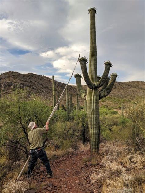 Reddit gives you the best of the internet in one place. Participating in a Traditional Native Saguaro Cactus Fruit ...