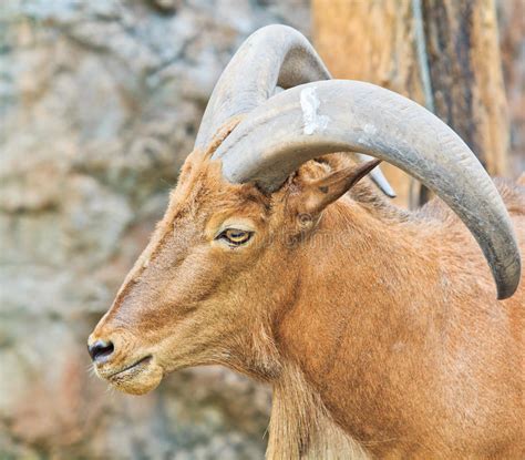 Goat Ram Stock Photo Image Of Textures Mammal Concrete 2627102