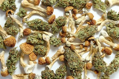Distinctive Magic Mushroom Strains Which Ones Are The Strongest