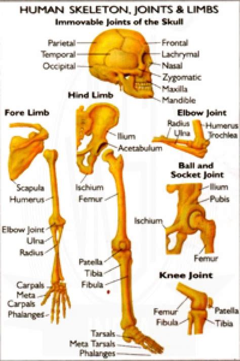 A Diagram Of Joints And Bones In The Human Body Types Of Joints