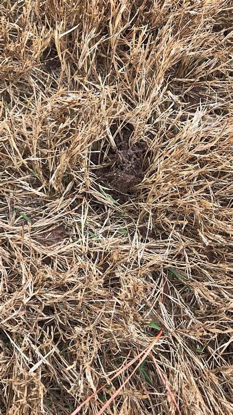 What Causes Small Dirt Mounds In My Yard