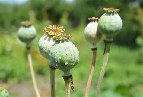 8 Types Of Poppy Flowers And Growing Tips