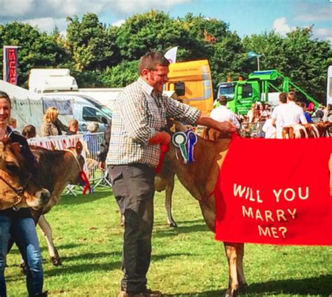 Man Enlists Help Of Cow For Marriage Proposal Yahoo News Uk