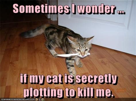 Youre Just Paranoid Lolcats Lol Cat Memes Funny Cats Funny
