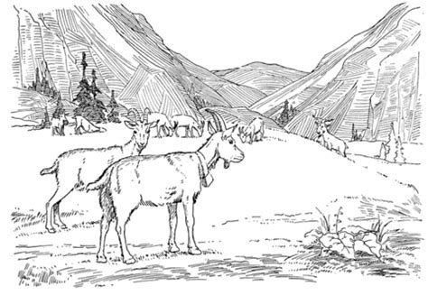 goats  pasture coloring page  printable coloring pages