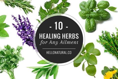 10 Healing Herbs For Any Ailment Benefits Of Organic Food Tea Health