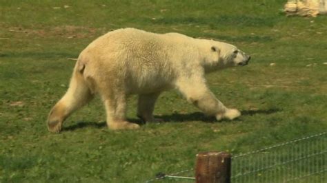 Leah Meets The Only Polar Bears In England Cbbc Newsround